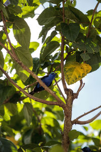 Low angle view of bird perching on tree