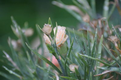 Close-up of grasshopper on flower