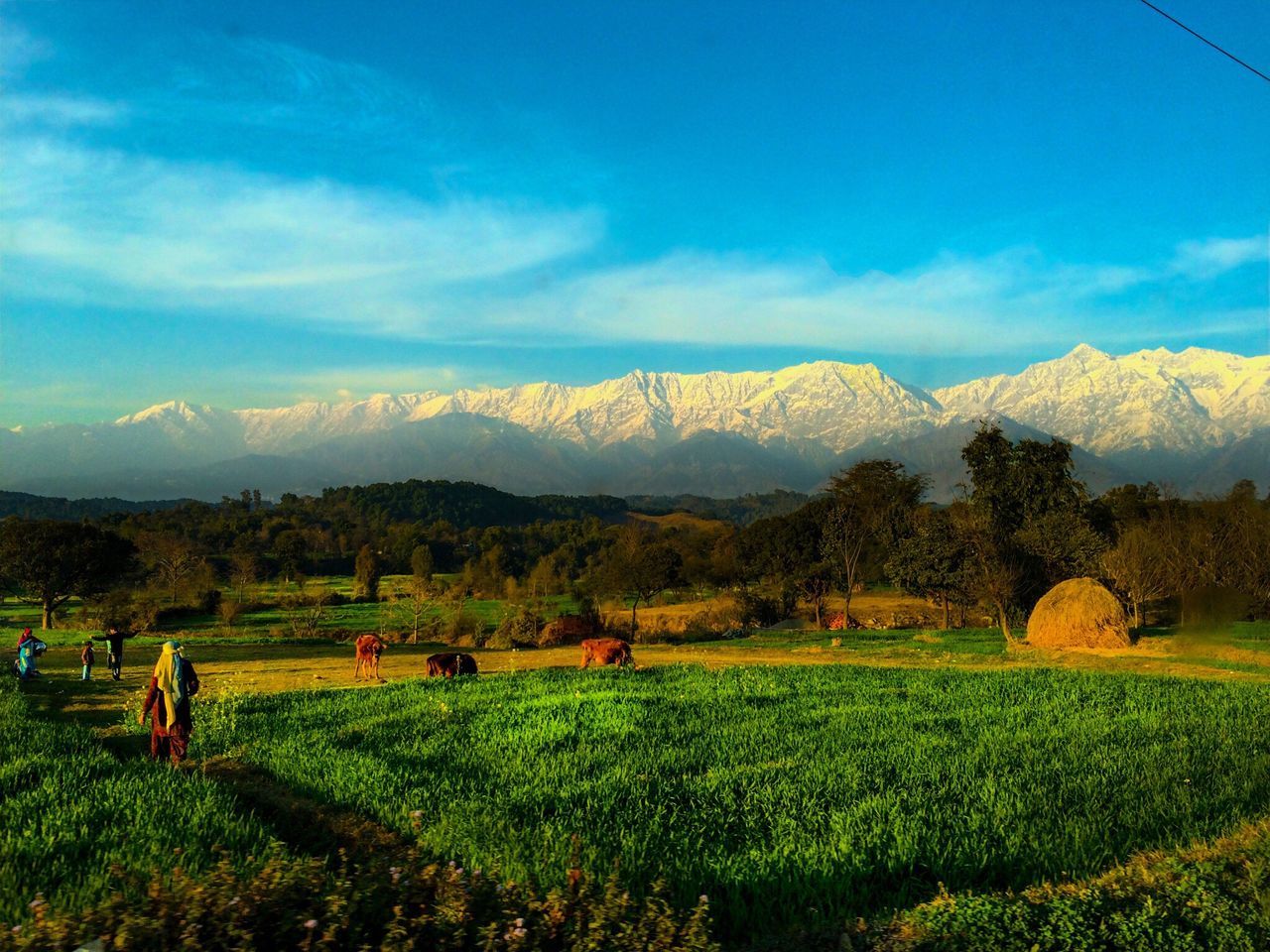 Kangra