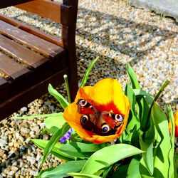 High angle view of butterfly on flower