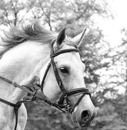 Close-up of horse head