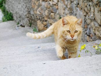 Portrait of ginger cat