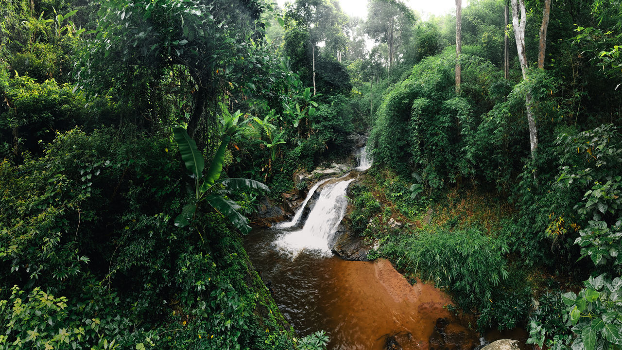 plant, tree, forest, rainforest, beauty in nature, nature, growth, water, green, waterfall, jungle, scenics - nature, no people, day, natural environment, land, woodland, vegetation, stream, flowing water, outdoors, tranquility, foliage, non-urban scene, wilderness, lush foliage, river, motion, environment, old-growth forest, water feature, tranquil scene, nature reserve, body of water, watercourse, flowing