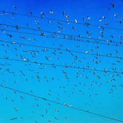 Low angle view of birds against blue sky