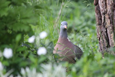 Pigeon perching on a tree