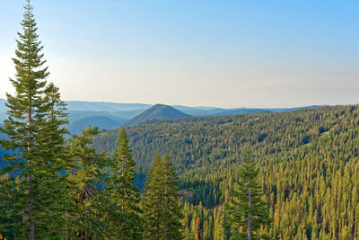 Scenic view of pine trees against sky