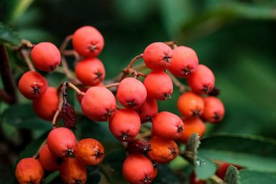 Close-up of berries growing on tree