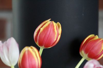 Easter tulips