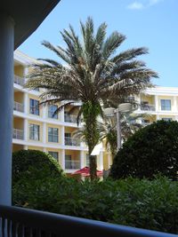 Palm tree in front of building