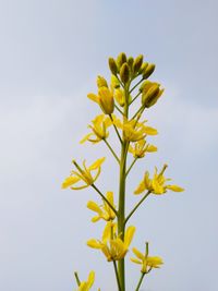 Close-up of yellow flowering plant against sky