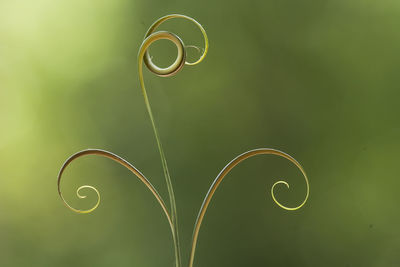 Close-up of spiral green plant