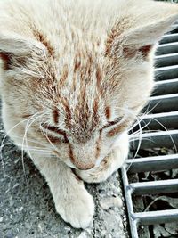 Close-up of cat