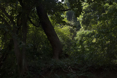 Trees in forest