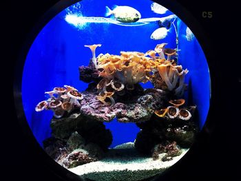 Close-up of fish swimming in aquarium