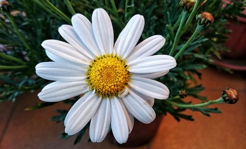 Close-up of white daisy blooming outdoors