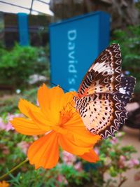 Close-up of butterfly on flower