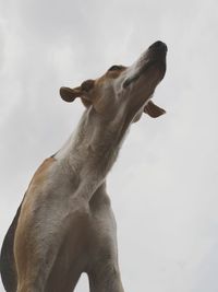 Low angle view of dog against sky