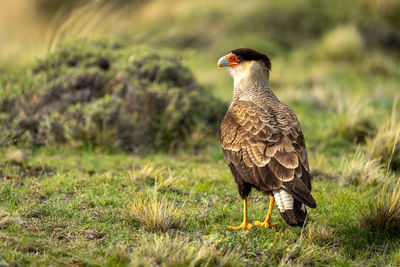 Close-up of bird perching on field