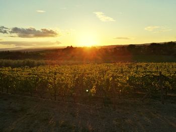 Scenic view of field against sky during sunset