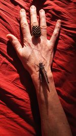 High angle view of insect on hand