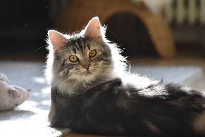 Close-up portrait of cat