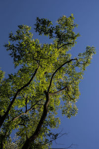 Low angle view of tree against clear sky