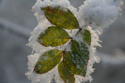 Close-up of frozen plant against sky