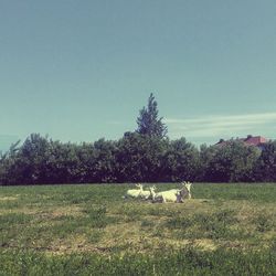 Trees on grassy field against cloudy sky