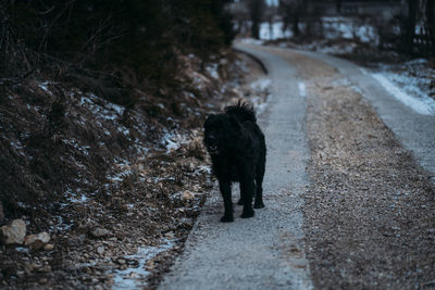 Dog walking on road