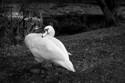 Swan on a field