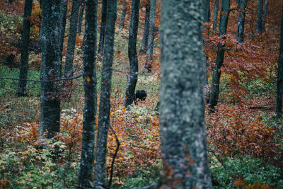Trees in forest