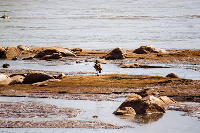 Bird perching at lakeshore