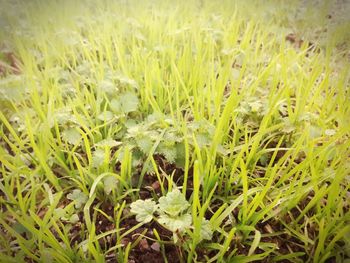 Close-up of fresh green field