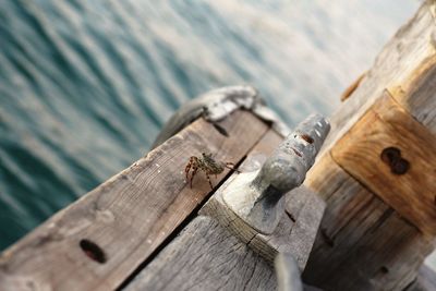 Close-up of spider on wood