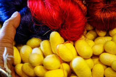 Silk cocoons and silk threads for silk producktion