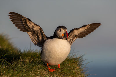 Close-up of puffin perching against sky