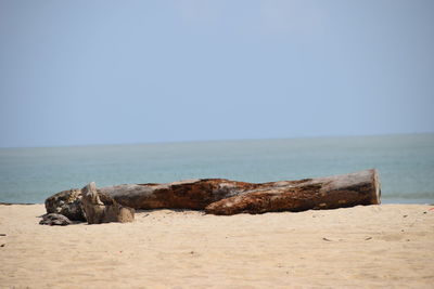 View of driftwood on beach against sky