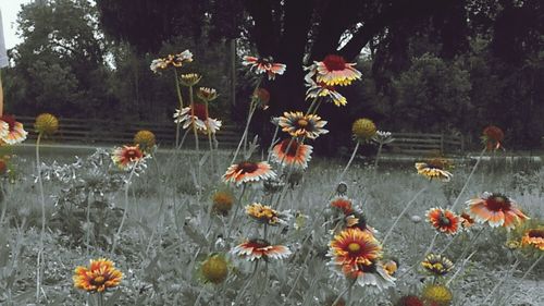 Poppy flowers blooming on tree