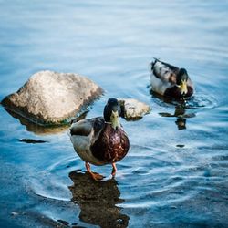 Ducks swimming in lake