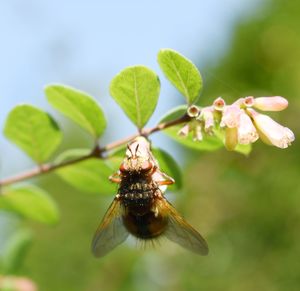 Close-up of insect on flower
