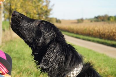 Close-up of dog on grassy field