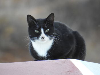 Close-up portrait of black cat