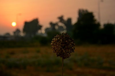 Close-up of flowering plant on field against sky during sunset