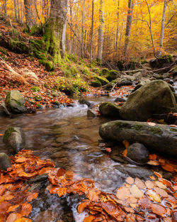 Stream flowing through rocks in forest