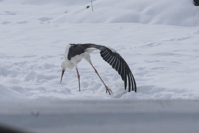 A stork in a cold winter landscape with white snow