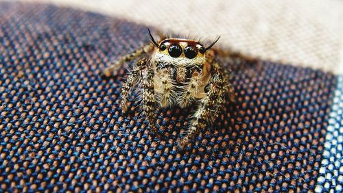 Close-up of spider