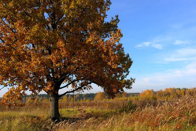 Trees on field against sky