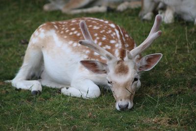 Close-up of deer on field