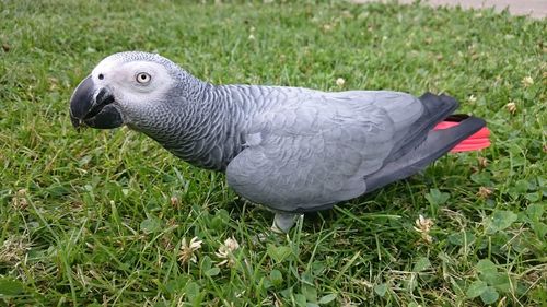 Close-up of duck on field