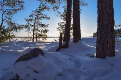 Trees on snow covered field against sky during winter